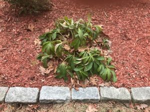 deer resistant hellebore